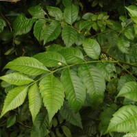 Cipadessa baccifera (Roth) Miq.